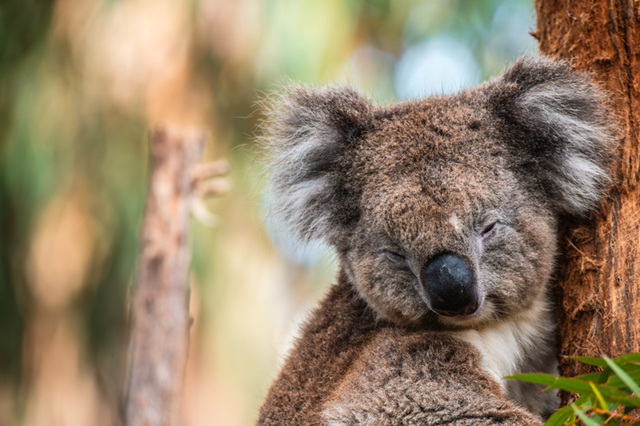 Australien